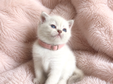 British Shorthair Bebeklerimiz