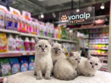 Vonalp Pet Garantisiyle Efsane Güzelli̇kte Bri̇ti̇sh Shorthai̇r