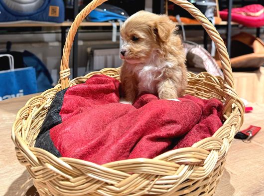Tatlı Maltipoo Bebekler görsel