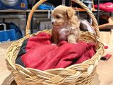 Tatlı Maltipoo Bebekler