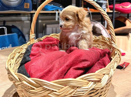 Tatlı Maltipoo Bebekler görsel