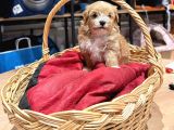 Tatlı Maltipoo Bebekler