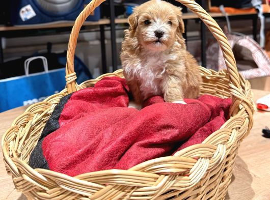 Tatlı Maltipoo Bebekler görsel