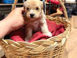 Tatlı Maltipoo Bebekler