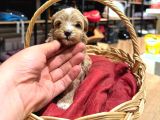 Tatlı Maltipoo Bebekler
