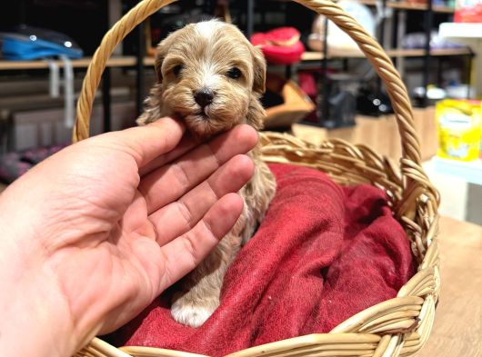 Tatlı Maltipoo Bebekler görsel