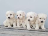 Maltese Pamuk Bebekler