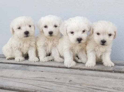 Maltese Pamuk Bebekler