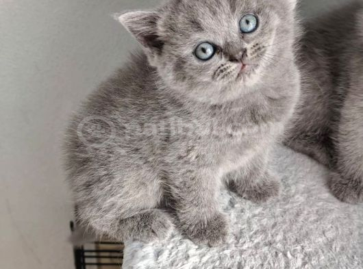 British Shorthair Bebeklerimiz görsel