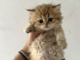 Safkan Seçereli British Shorthair