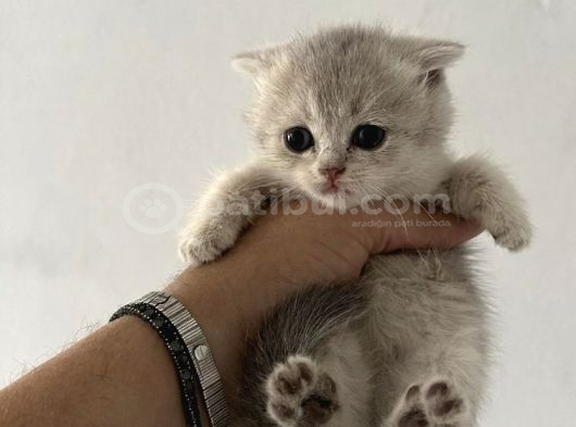 Safkan Seçereli British Shorthair görsel