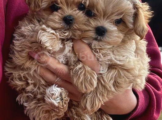 En Iyisini Arayanlara Kore Maltipoo Yavrular