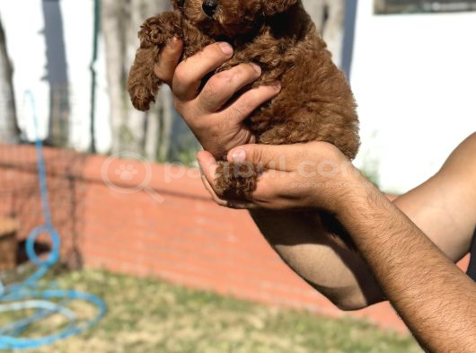 Toy Poodle Pupyy Kızıl görsel