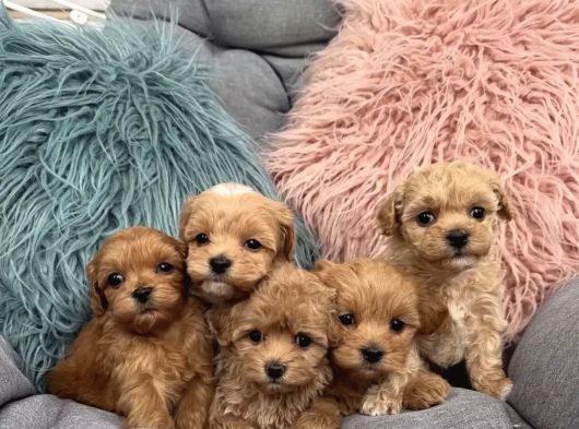 Sevgi Dolu Oyuncu Maltipoo Bebekler görsel