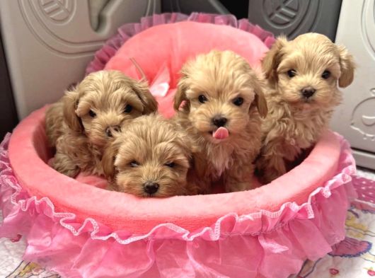 Maltipoo En Güzel Bebekler Yuva Bekliyor