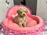 Maltipoo En Güzel Bebekler Yuva Bekliyor