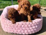 Veteri̇ner Kli̇ni̇ği̇nden Tesli̇m Toy Poodle Bebekler