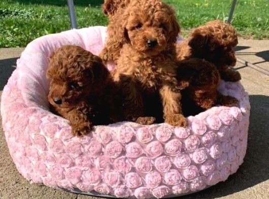 Veteri̇ner Kli̇ni̇ği̇nden Tesli̇m Toy Poodle Bebekler