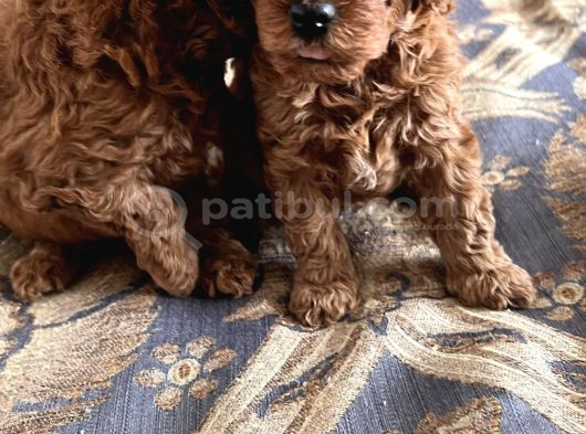 Veteri̇ner Kli̇ni̇ği̇nden Tesli̇m Toy Poodle Bebekler görsel
