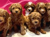 Veteri̇ner Kli̇ni̇ği̇nden Tesli̇m Toy Poodle Bebekler