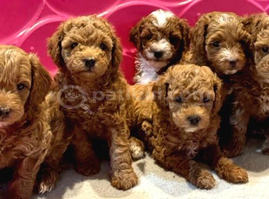 Veteri̇ner Kli̇ni̇ği̇nden Tesli̇m Toy Poodle Bebekler görsel