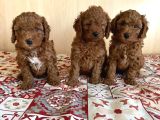 Veteri̇ner Kli̇ni̇ği̇nden Tesli̇m Toy Poodle Bebekler