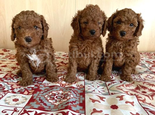 Veteri̇ner Kli̇ni̇ği̇nden Tesli̇m Toy Poodle Bebekler görsel