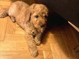 2 Aylık Goldendoodle Irk Garantili Kayıtlı İstanbul