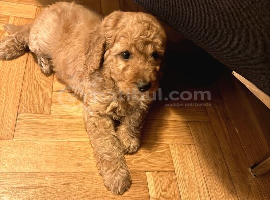 2 Aylık Goldendoodle Irk Garantili Kayıtlı İstanbul görsel
