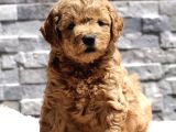 2 Aylık Goldendoodle Irk Garantili Kayıtlı İstanbul