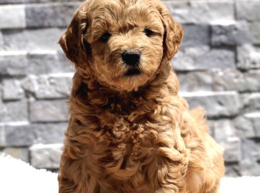 2 Aylık Goldendoodle Irk Garantili Kayıtlı İstanbul görsel