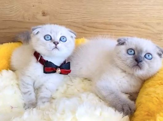 Maviş Show Kalite Bluepoınt Scotısh Fold Yavrualrım