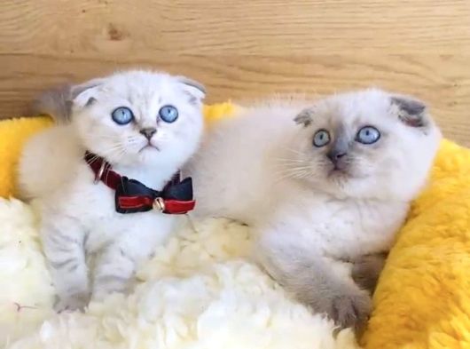 Maviş Show Kalite Bluepoınt Scotısh Fold Yavrualrım görsel
