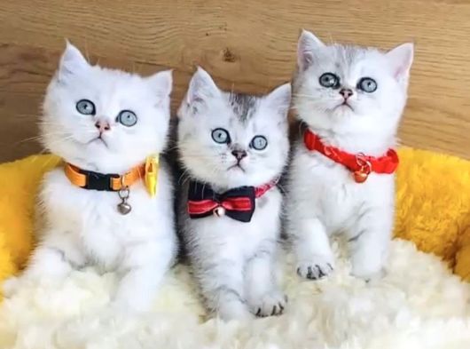 Kalite Sevenlere Silver British Yavrularım görsel