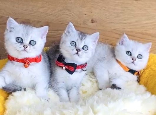 Kalite Sevenlere Silver British Yavrularım görsel