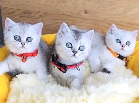 Kalite Sevenlere Silver British Yavrularım görsel