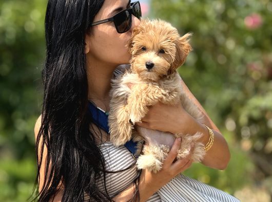 F1 Teacup Maltipoo görsel