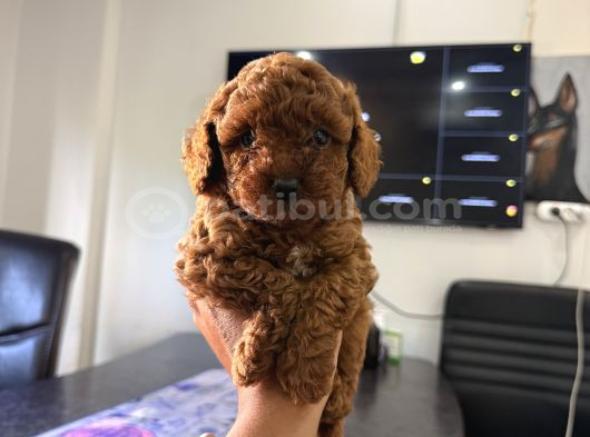 Redbrown teacup toypoodle yavrular