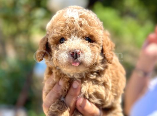 Korea Poodle Apricot Panda Bebek görsel