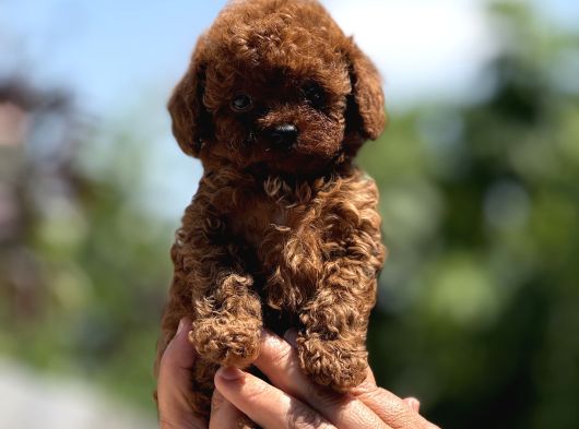 Mi̇croteacup Ultra Mi̇ni̇k Korea Poodle  Bebekler