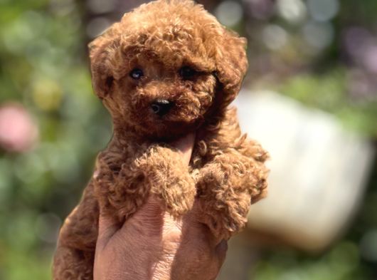 Mi̇croteacup Ultra Mi̇ni̇k Korea Poodle  Bebekler görsel