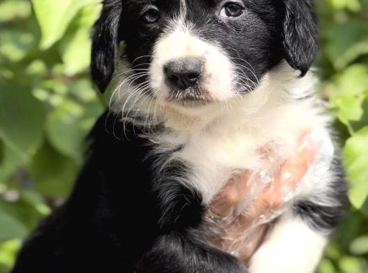 Harika güzellikte zeka Küpü Border Collie Yavrular