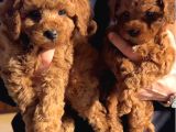 Orijinal Red Brown Toy Poodle  Esenyurt