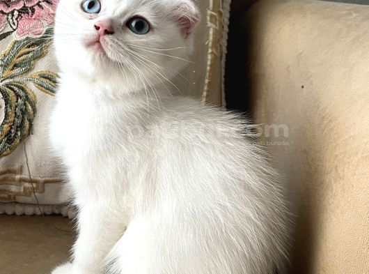 çiçek gibi  scotish fold