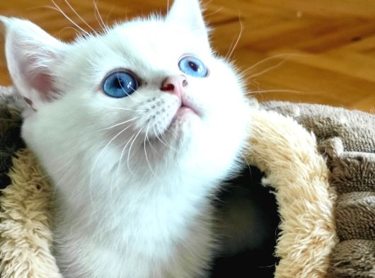 Safkan British Shorthair Ns1133 görsel