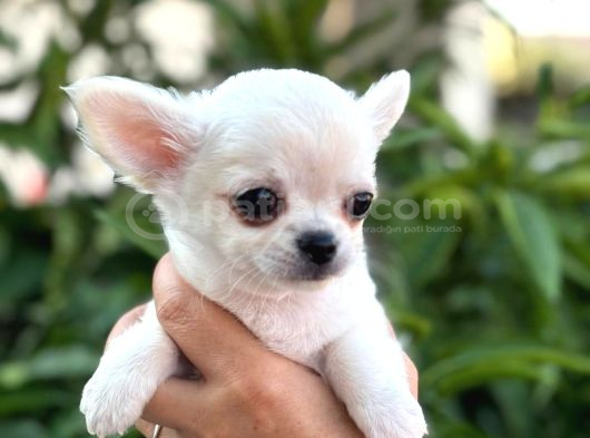 Sahiplenmeye Hazır Uzun Beyaz Tüy Chihuahualar
