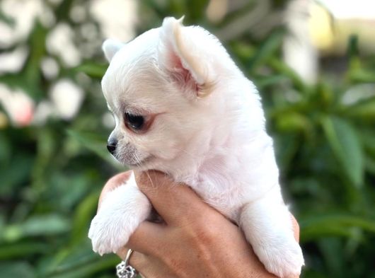 Sahiplenmeye Hazır Uzun Beyaz Tüy Chihuahualar görsel