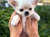 Sahiplenmeye Hazır Uzun Beyaz Tüy Chihuahualar
