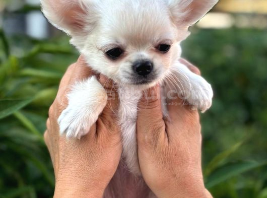 Sahiplenmeye Hazır Uzun Beyaz Tüy Chihuahualar görsel