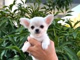 Sahiplenmeye Hazır Uzun Beyaz Tüy Chihuahualar